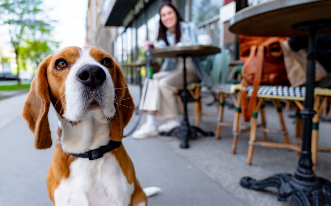 Pet-friendly apartments in Knightdale